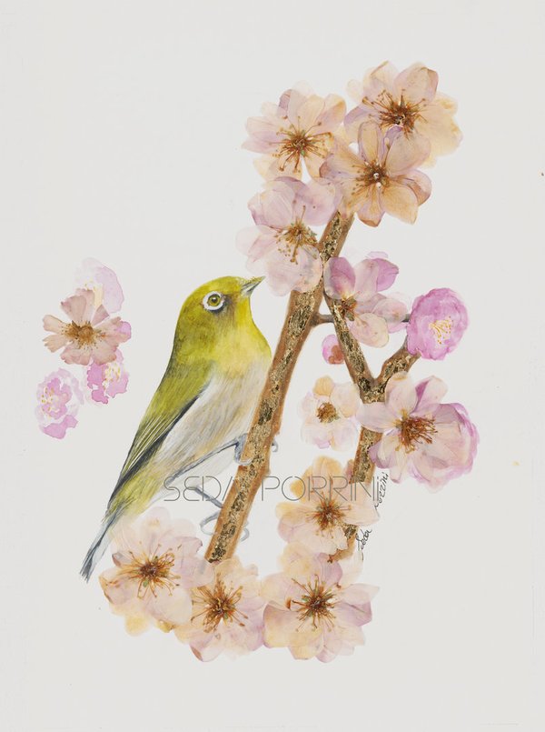 Aquarelle originale "L'oiseau à œil blanc gazouillant sur fleur de pommier"